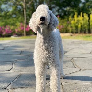 Meet your Posher, Hunj